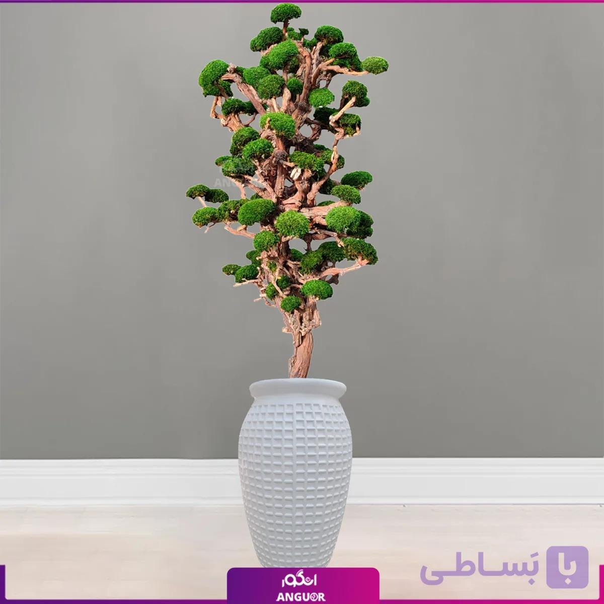 درخت جاودان بزرگ (گلدان فایبرگلاس)