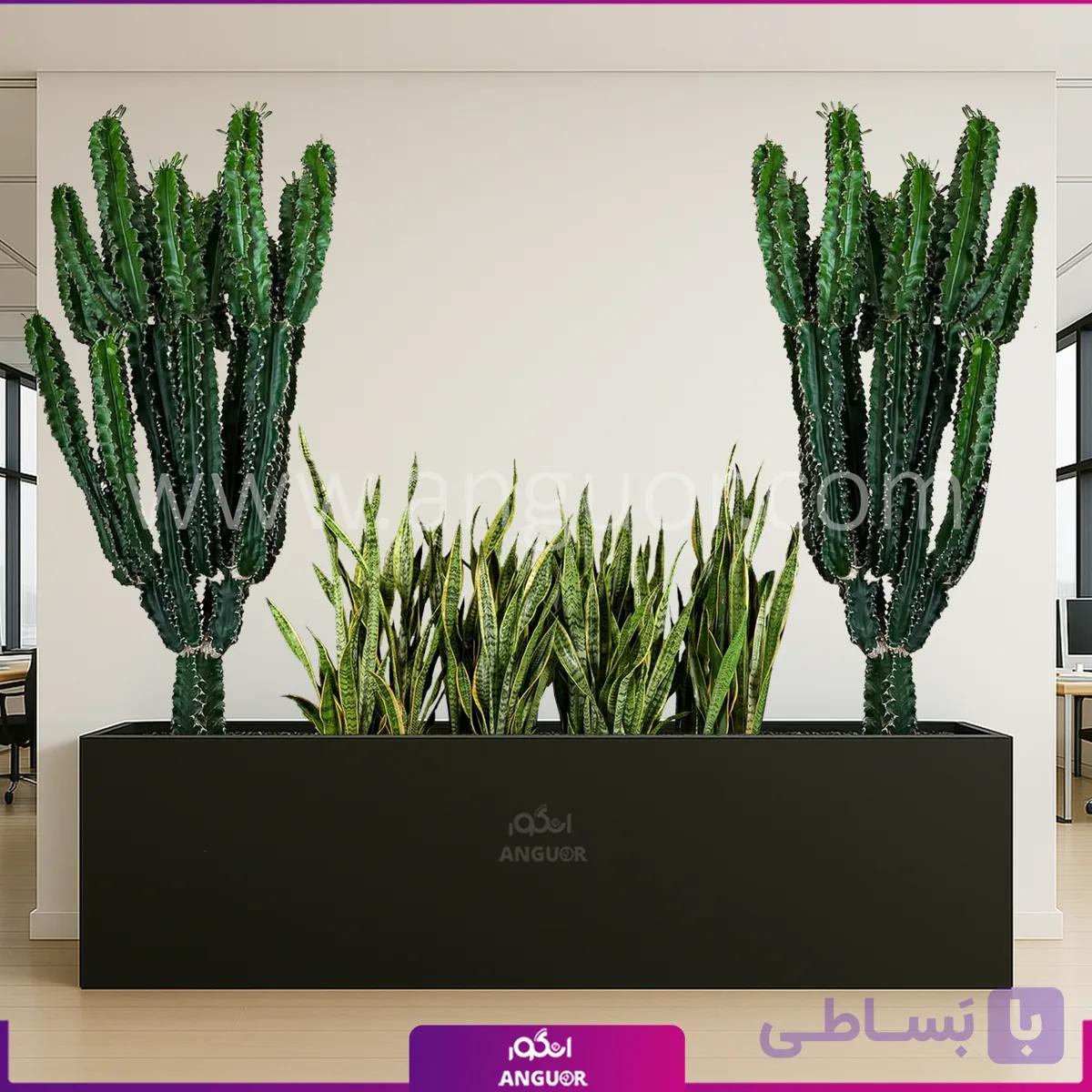 فلاور باکس با سانسوریا و افوربیا