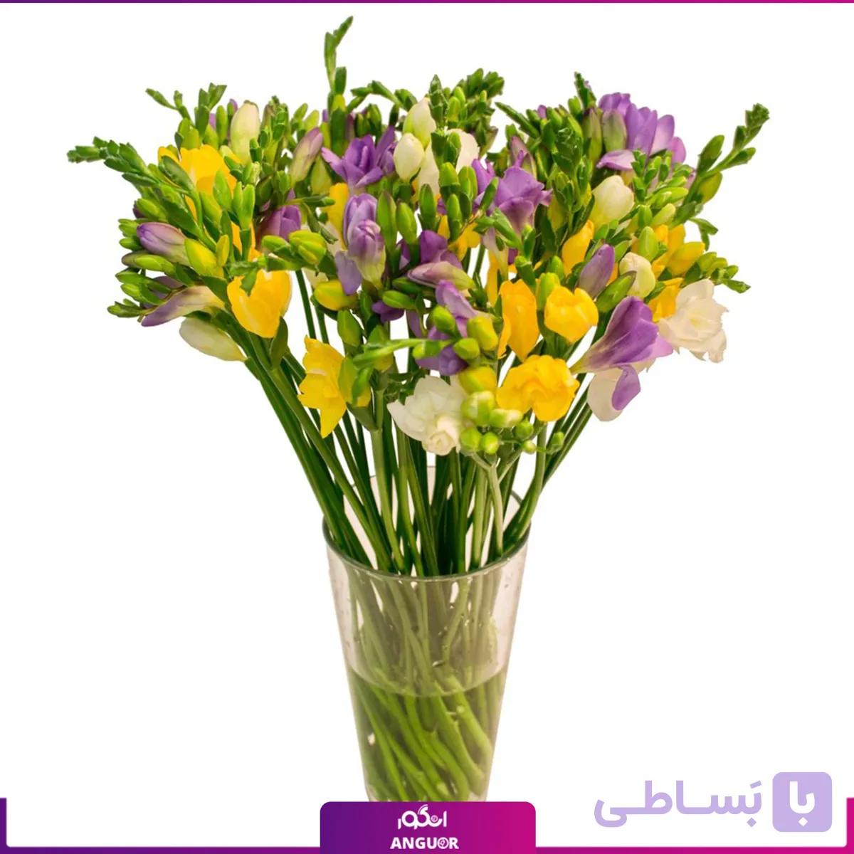 جارگل فرزیا 27 شاخه — تصویر 1