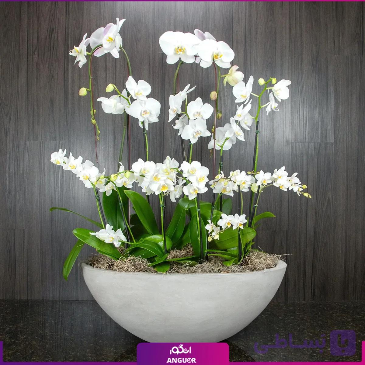باغچه ارکیده سفید با گلدان فایبرگلاس (ارکیده هلندی و مینیاتوری) — تصویر 1