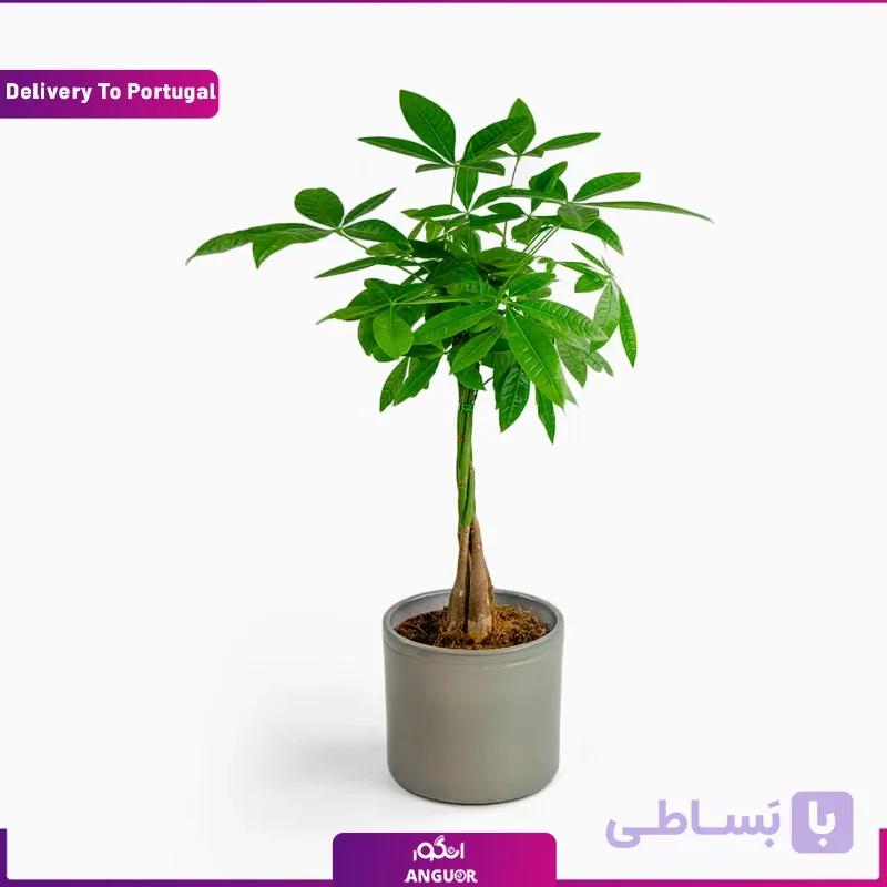 گلدان پاچیرا (ارسال گل به پرتغال)