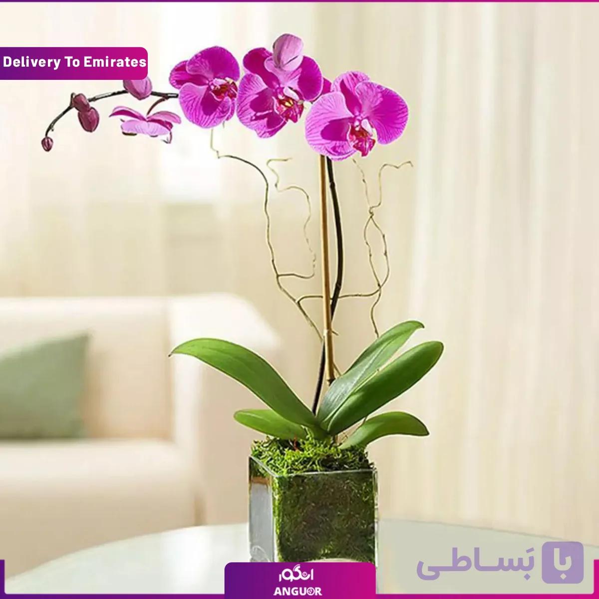 گلدان ارکیده بنفش (دبی و امارات)