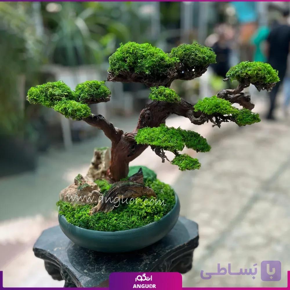 بنسای طبیعی درختچه کهن (سایز بزرگ)