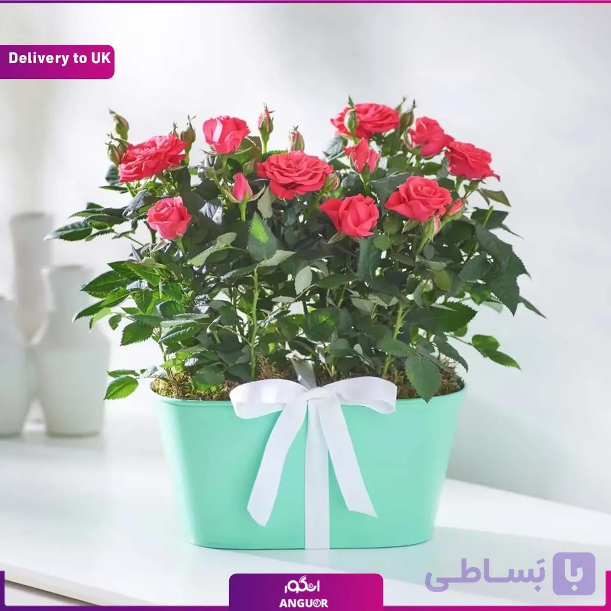 گلدان رز قرمز (Delivery to UK)