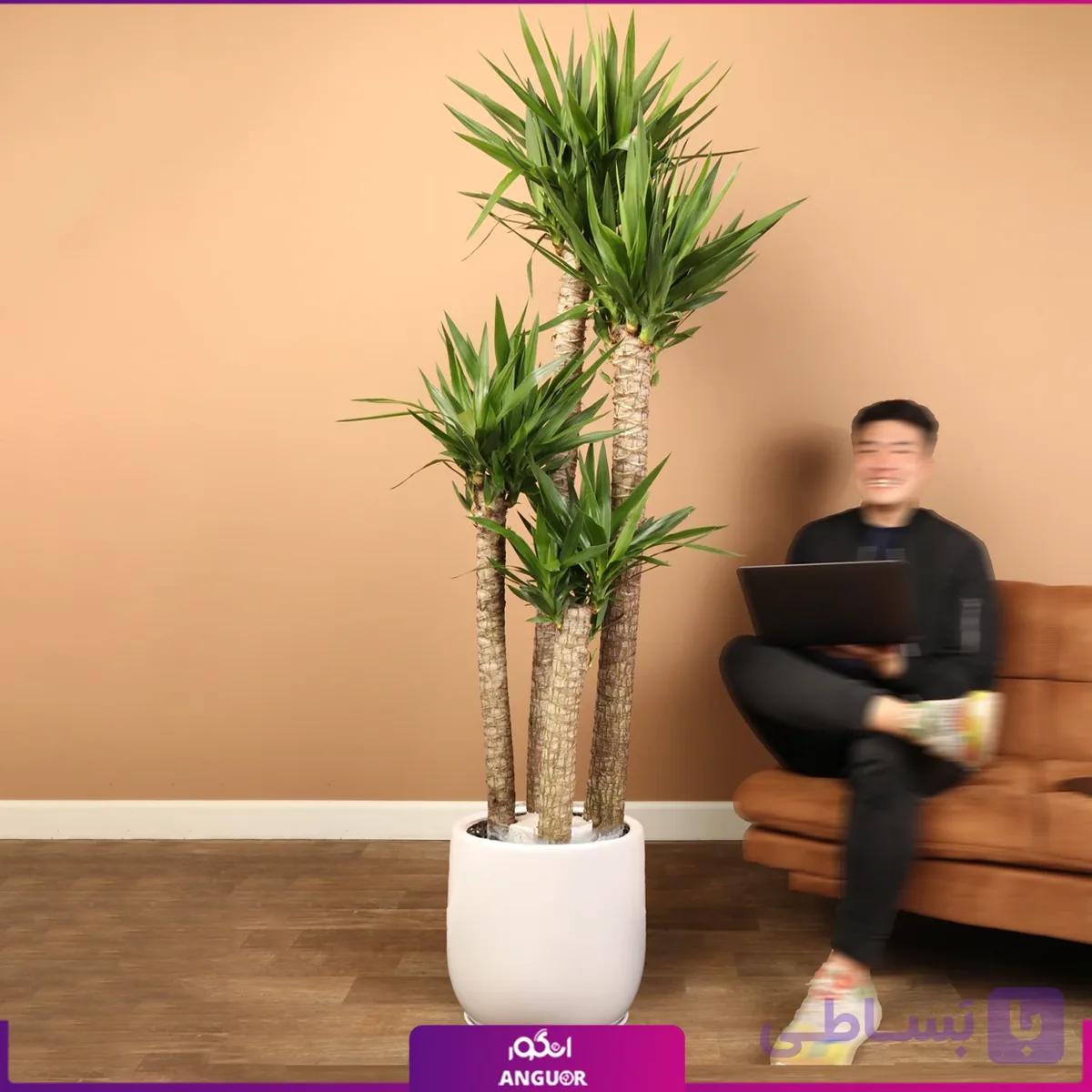 گلدان یوکا چهار شاخه — تصویر 1