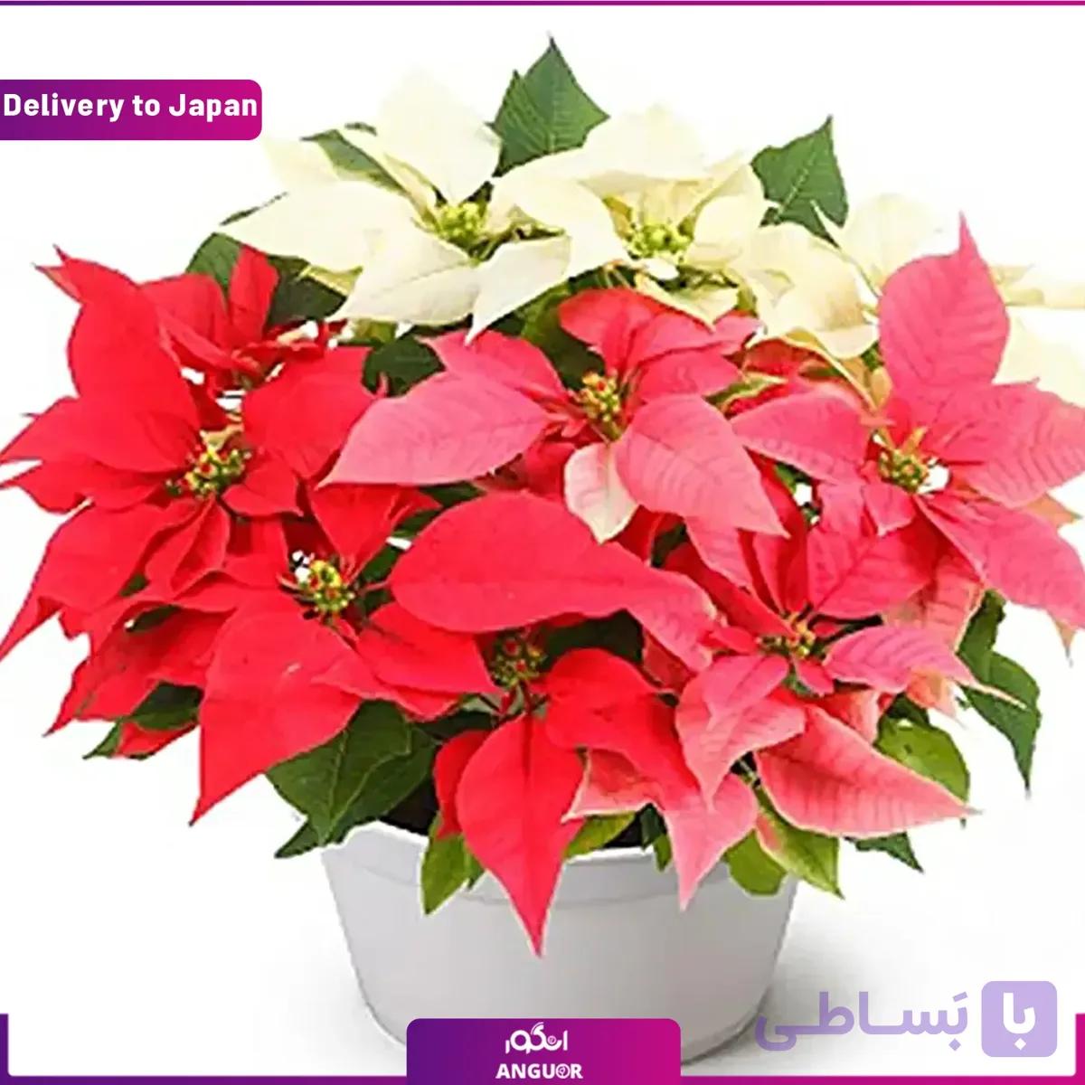 گیاه بنت قنسول (ارسال به ژاپن)