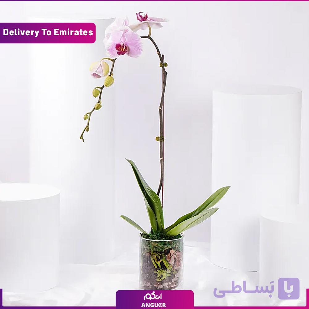 گلدان تک شاخه ارکیده (تحویل دبی) — تصویر 1