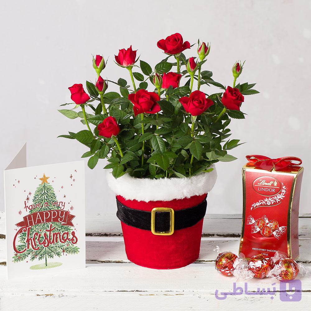 گل رز و شکلات برای کریسمس (تحویل در انگلستان)