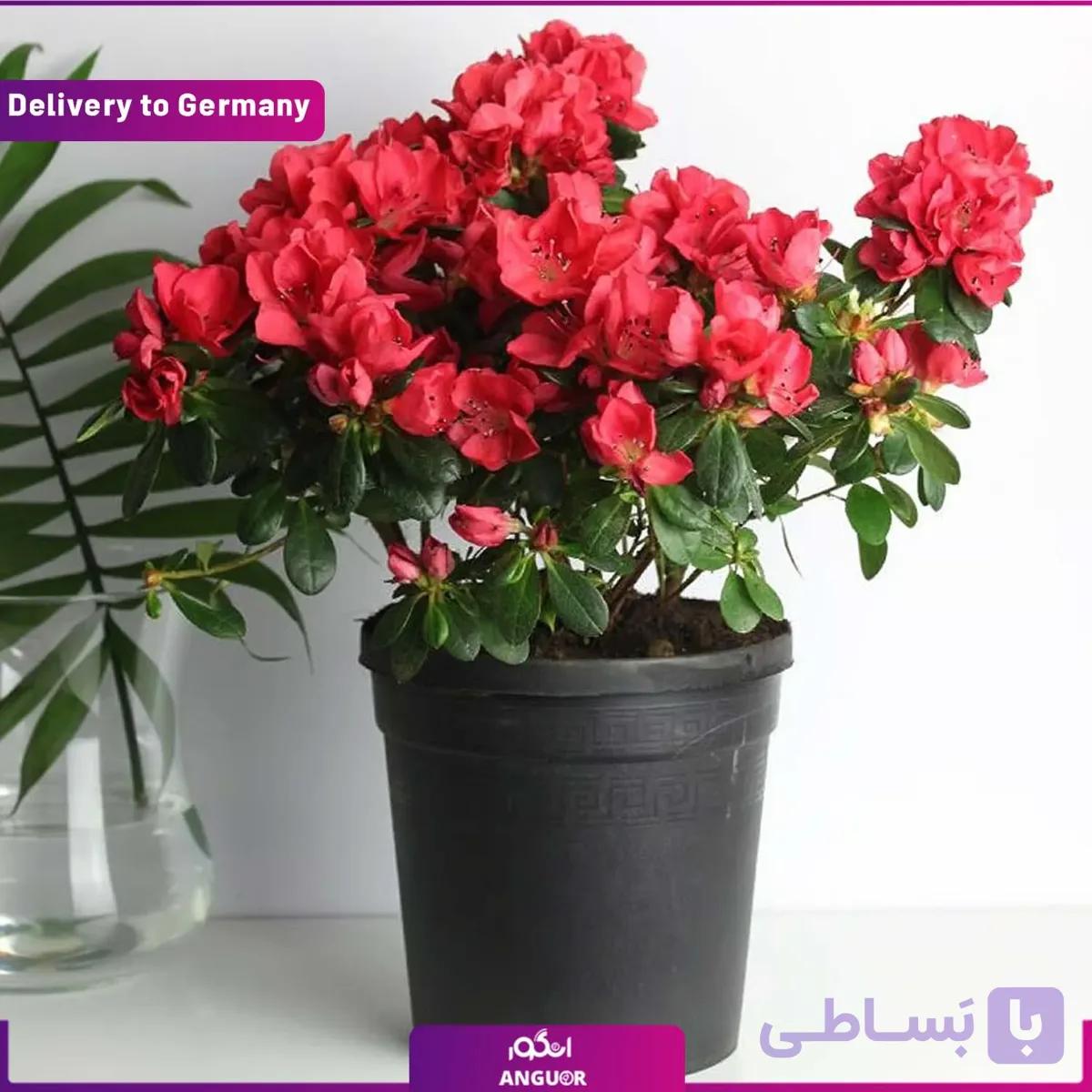 گل گلدانی آزالیا (تحویل آلمان)