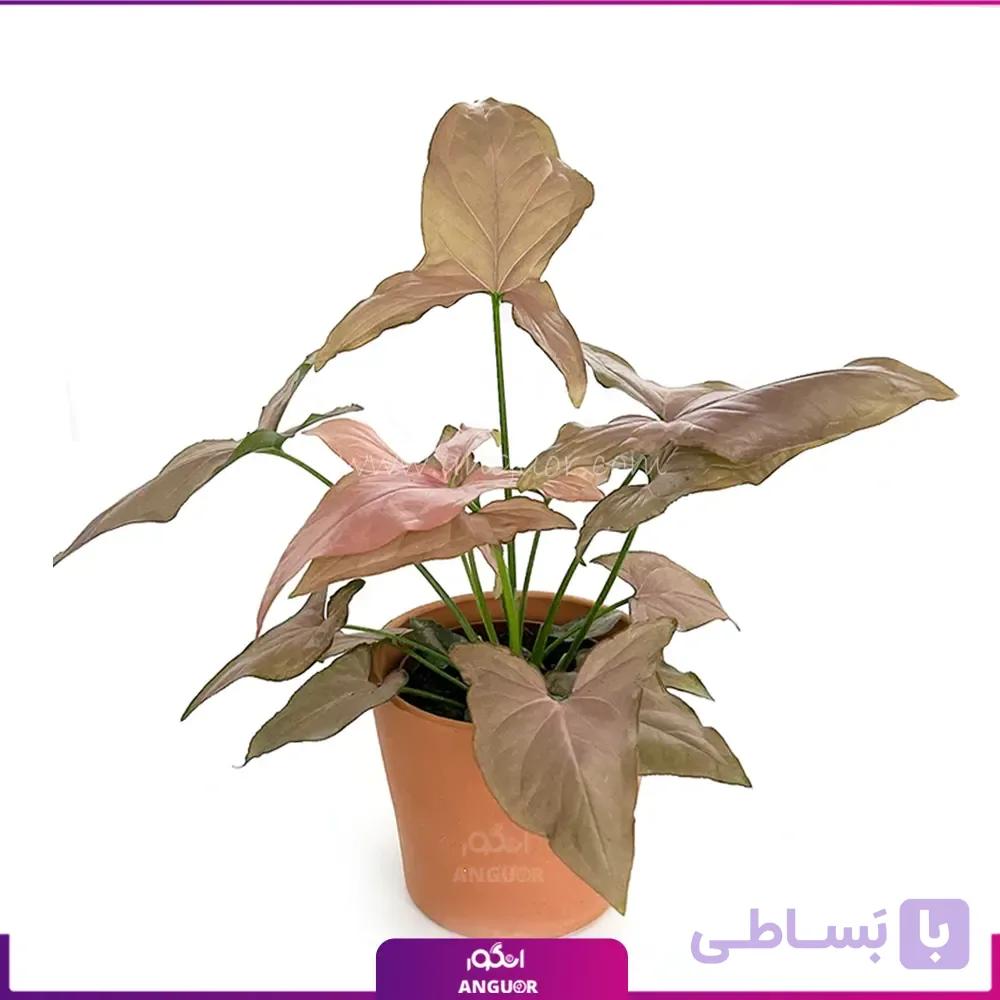 سینگونیوم هالی صورتی — تصویر 1