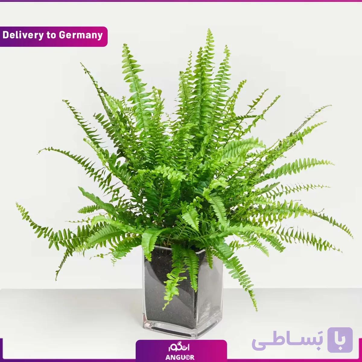گل سرخس (تحویل آلمان)