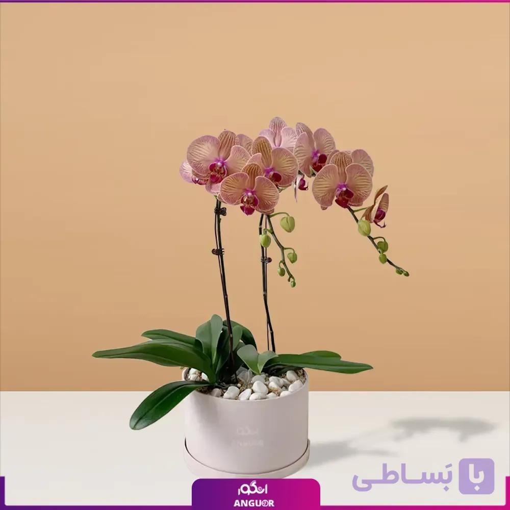 گل ارکیده 2 شاخه صورتی — تصویر 1