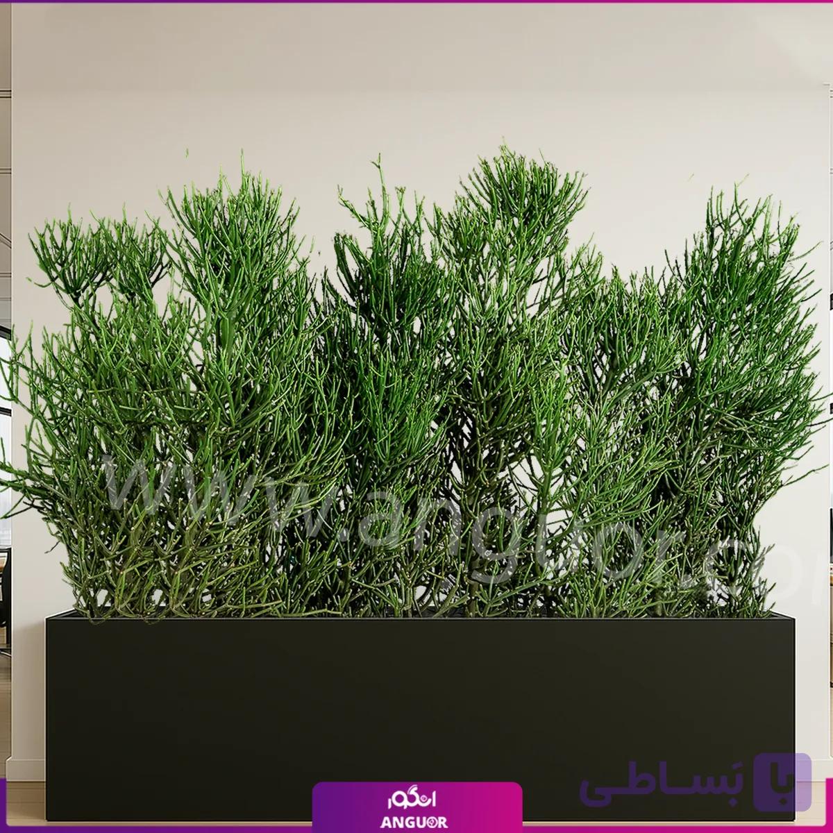فلاور باکس افوربیا تیروکالی سایز بزرگ — تصویر 1
