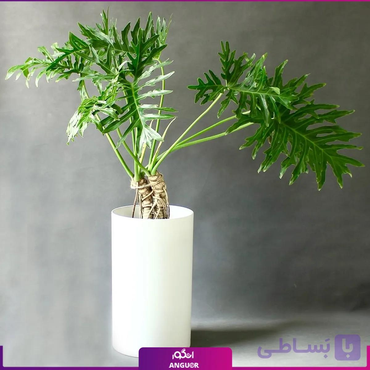 فیلودندرون زانادو با گلدان پلیمری استوانه ای سفید