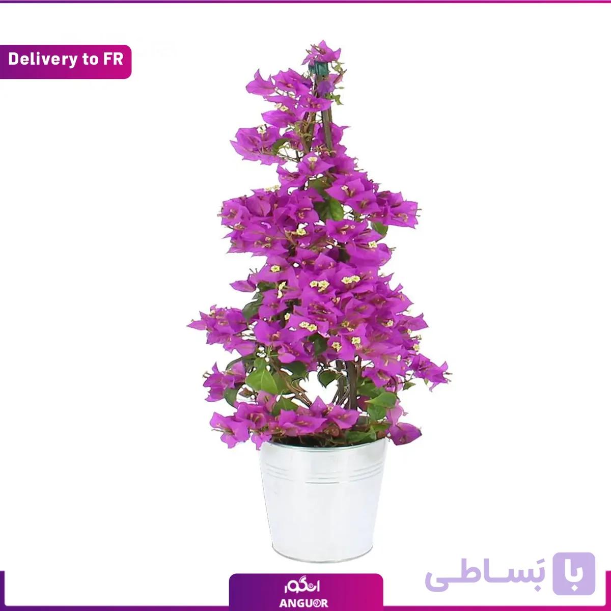 Bougainvillea Pyramid (Delivery to France)