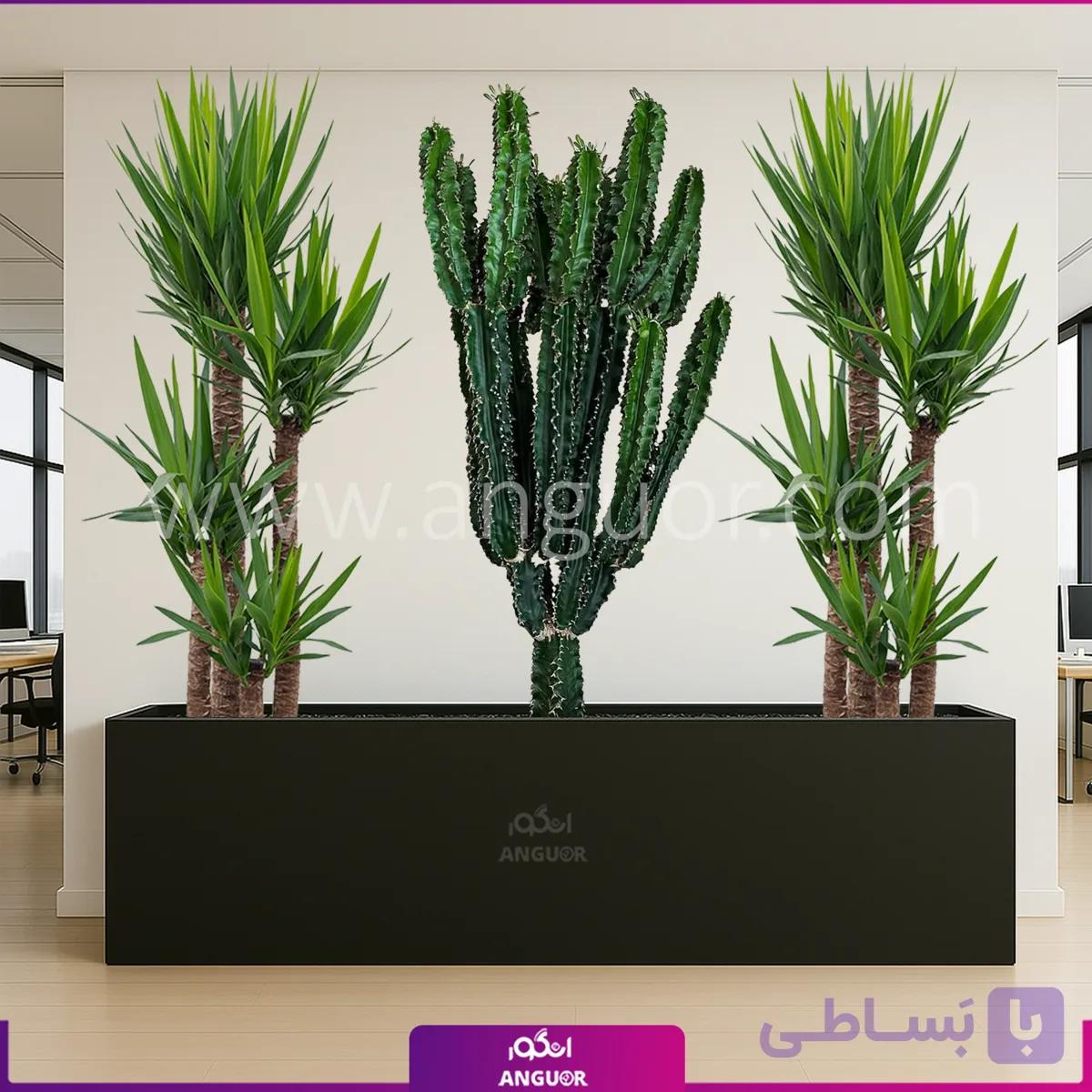 فلاور باکس با یوکا و افوربیا — تصویر 1