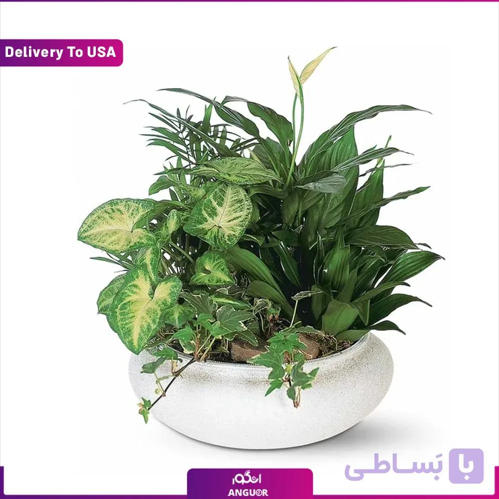 دیش گاردن (تحویل در امریکا)