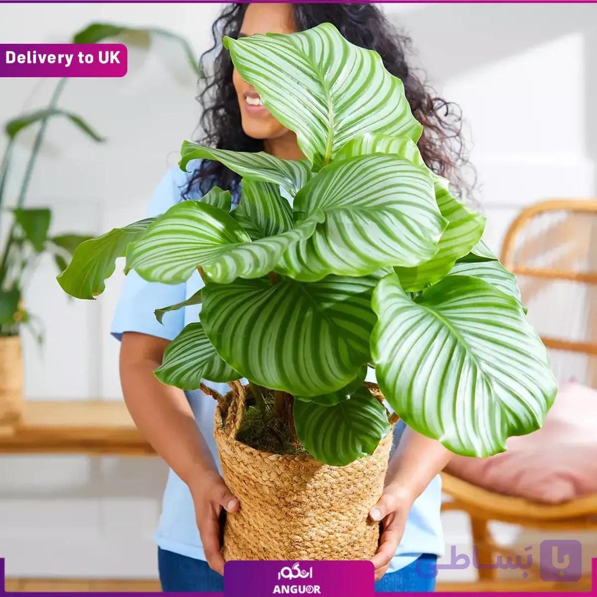 Calathea Orbifolia(Delivery to UK) — تصویر 1