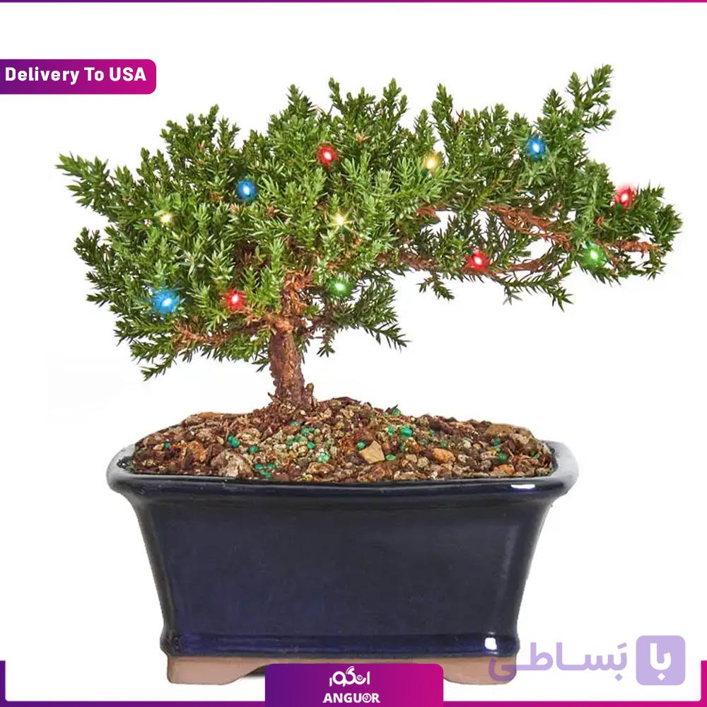 Christmas Juniper Bonsai (تحویل در امریکا)