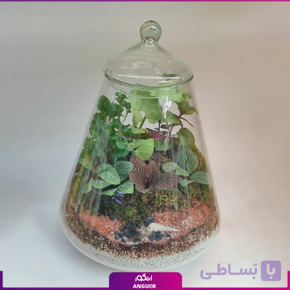 تراریوم با انواع گیاهان