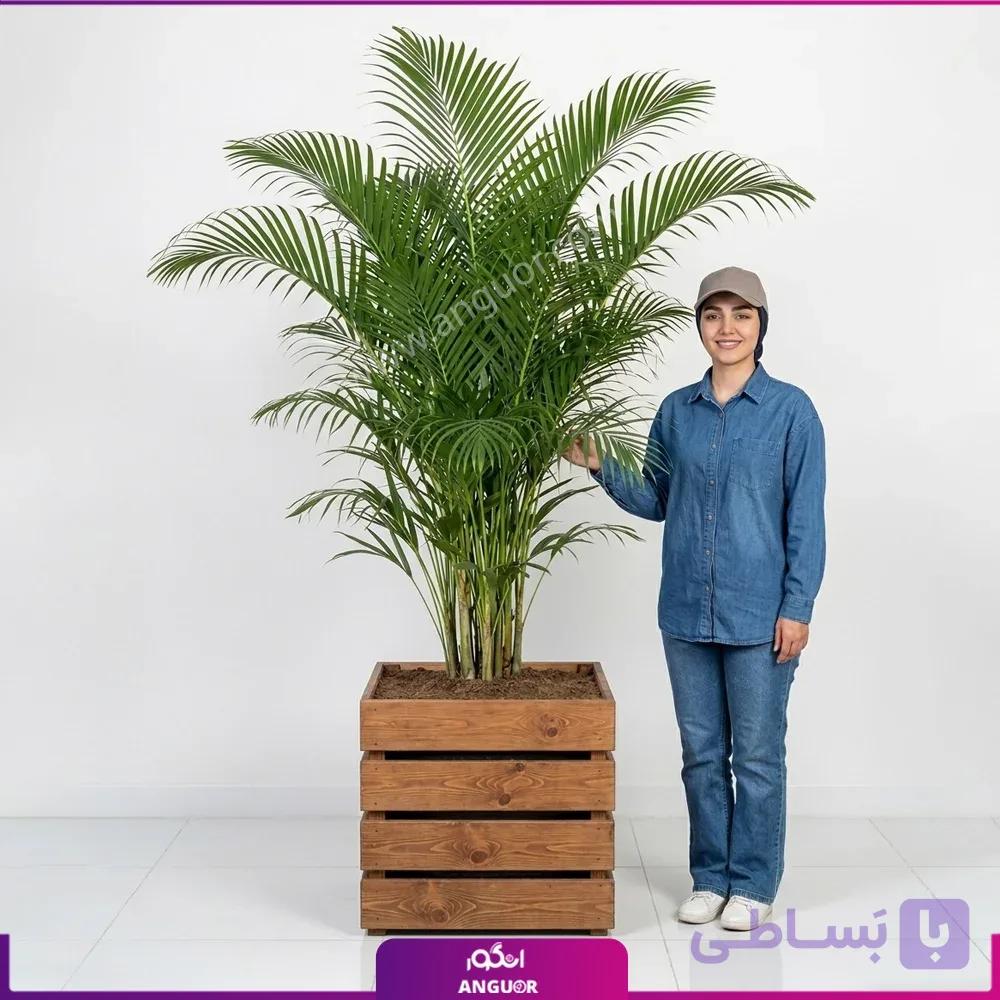 گیاه اریکا با گلدان چوبی