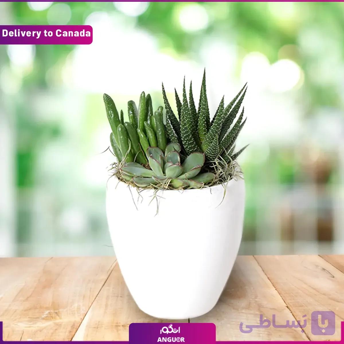 گل ساکولنت (ارسال گل به کانادا )