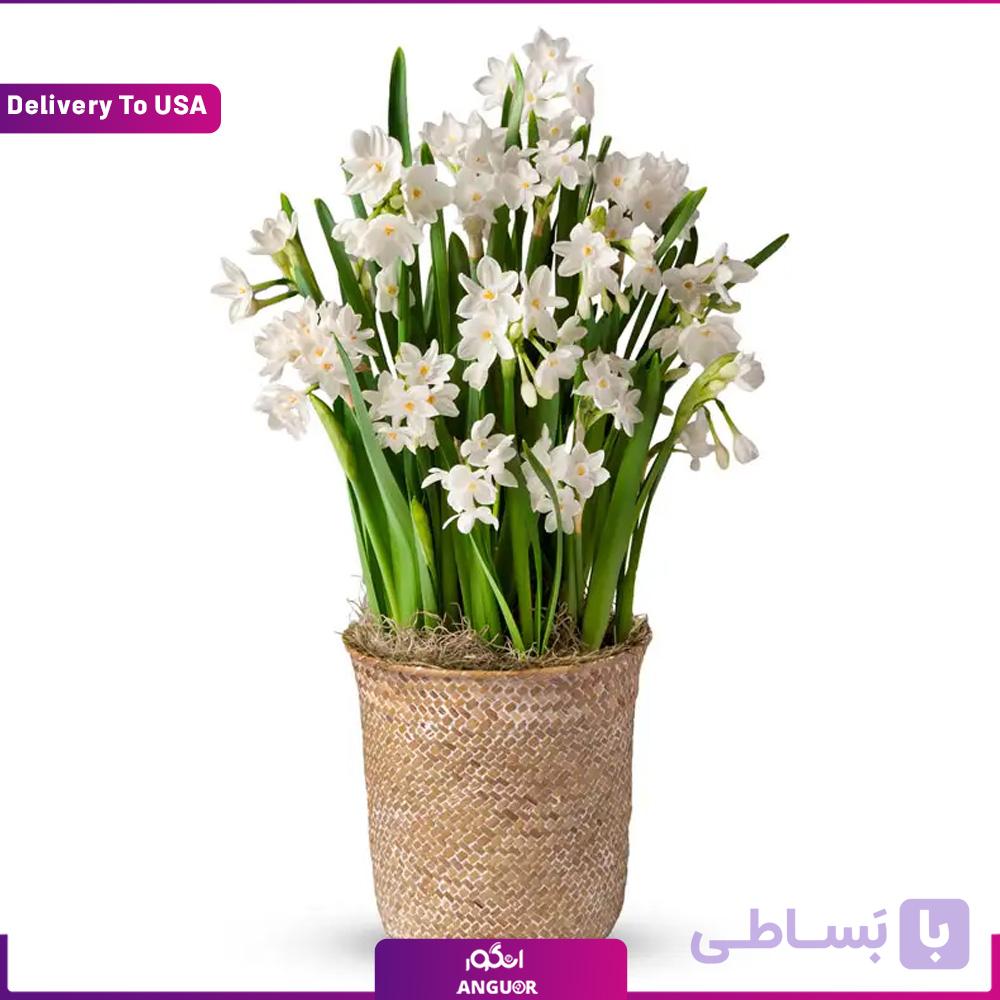 گل کاغذی(تحویل در امریکا)