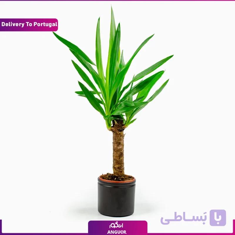 گلدان یوکا (ارسال گل به پرتغال)