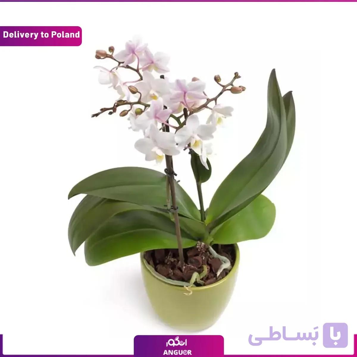 گل ارکیده (تحویل در لهستان)