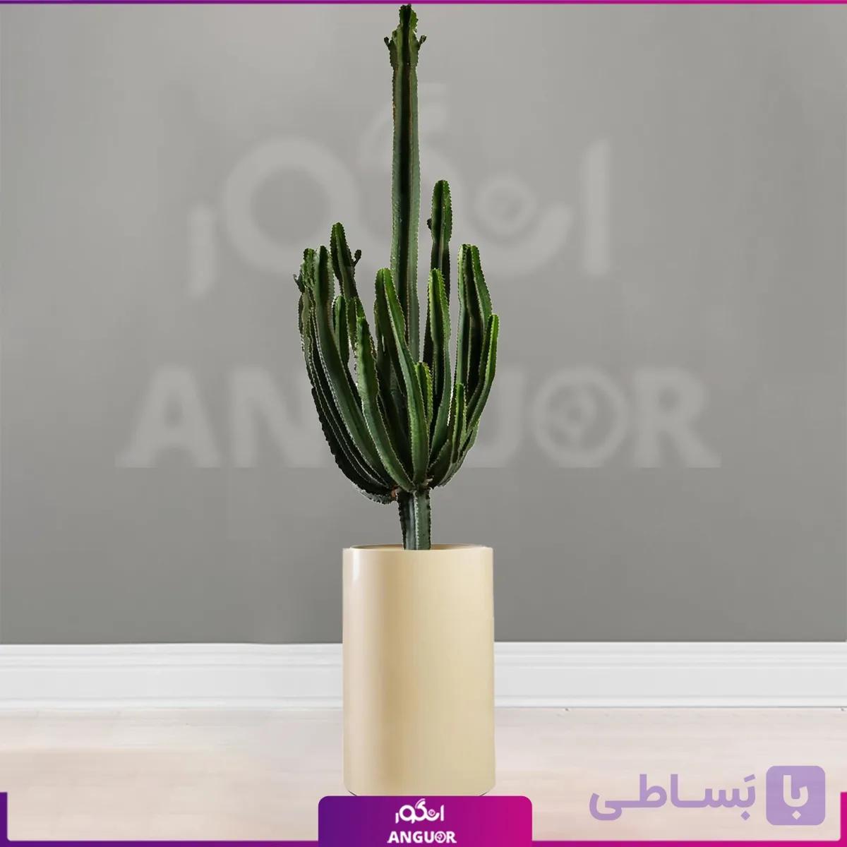 کاکتوس افوربیا اینگنس با گلدان فلزی 2.5 متری