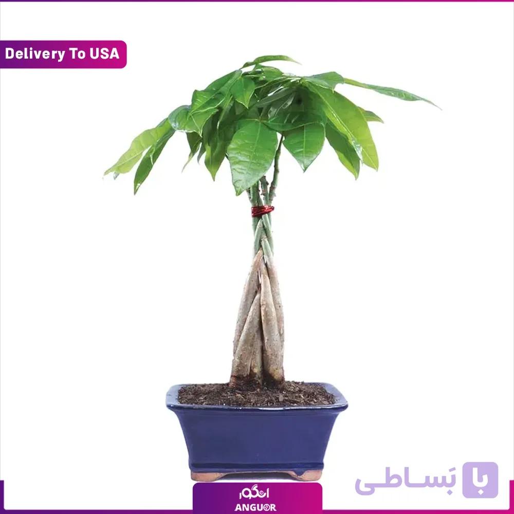 باغچه بونسای پاچیرا (تحویل در امریکا)