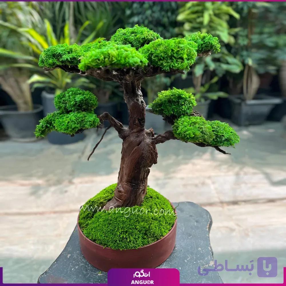 درخت جاودان طبیعی با خزه تثبیت شده (سایز متوسط)