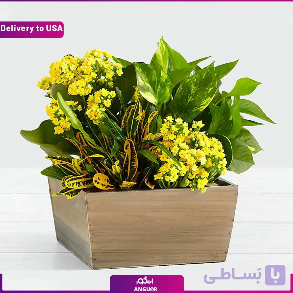 (Delivery to USA) Sunshine Bulb Garden
