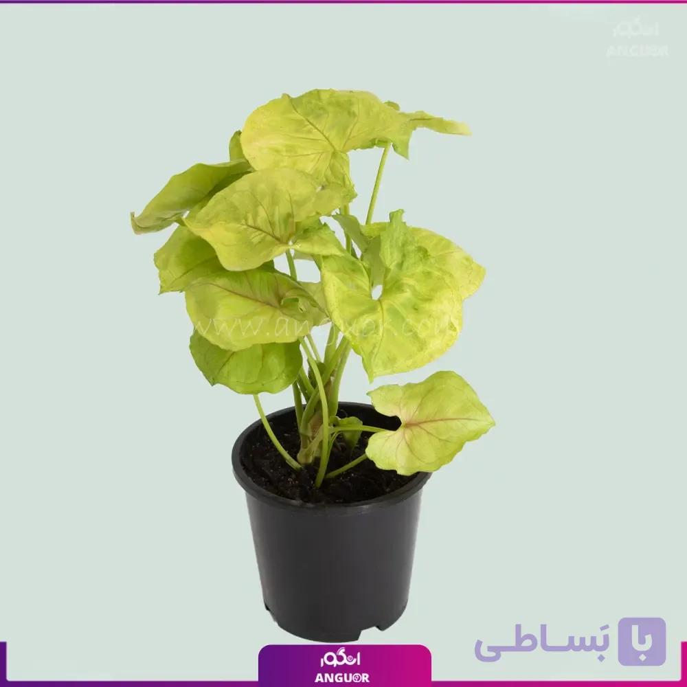 گل سینگونیوم بری — تصویر 1