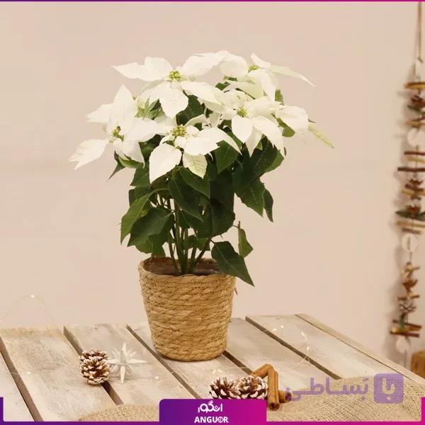 گل کریسمس سفید (بنت قونسول) — تصویر 1