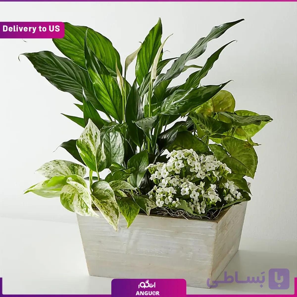 (Delivery to USA) Peaceful White Garden — تصویر 1