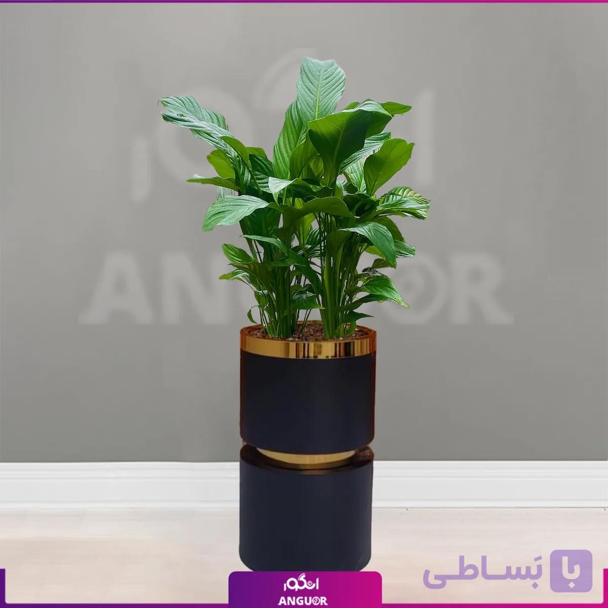 گلدان هدیه لوکس اسپاتی فیلوم فایبر گلاس کمر طلایی — تصویر 1