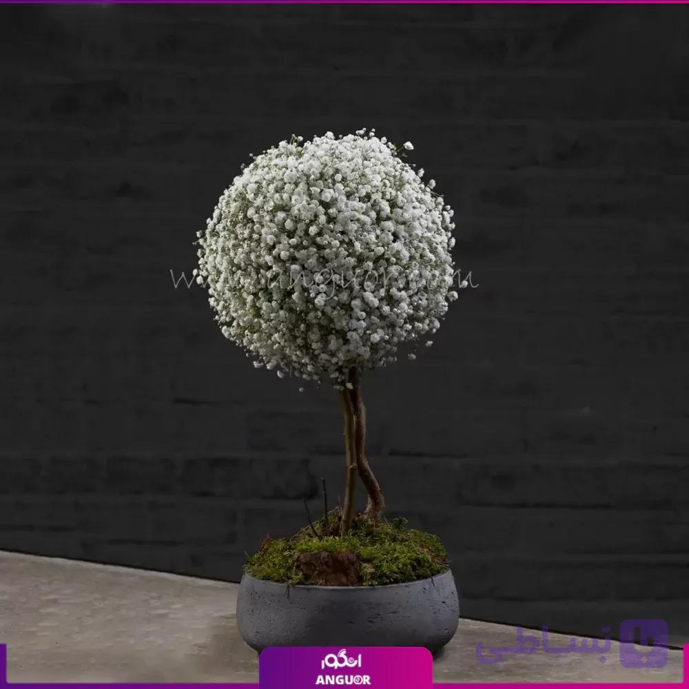 باکس گل عروس دربار
