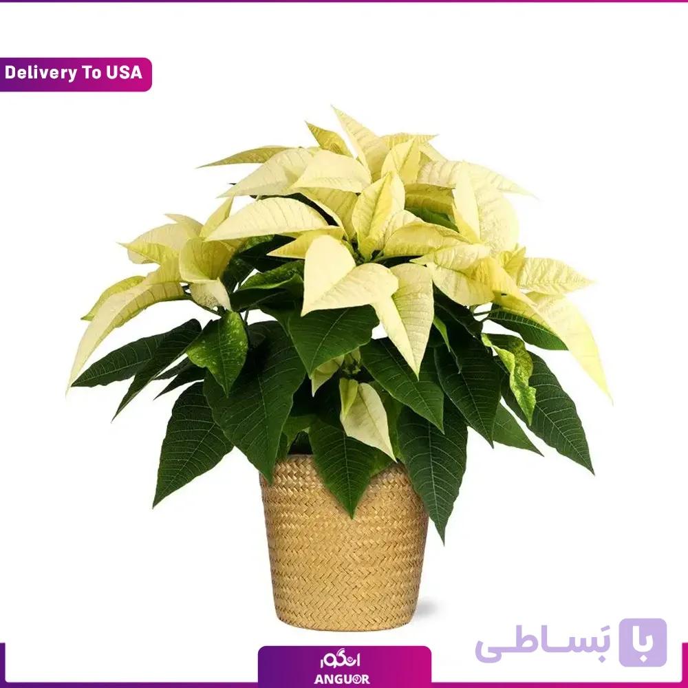 White Poinsettia (تحویل در امریکا) — تصویر 1