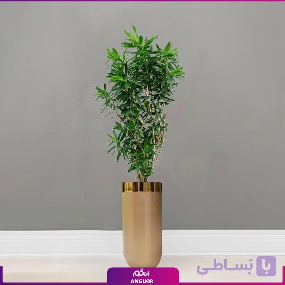 گلدان فایبرگلاس طلایی با پیله موآ سایز متوسط (رفلکسا dracaena Reflexa) — تصویر 1
