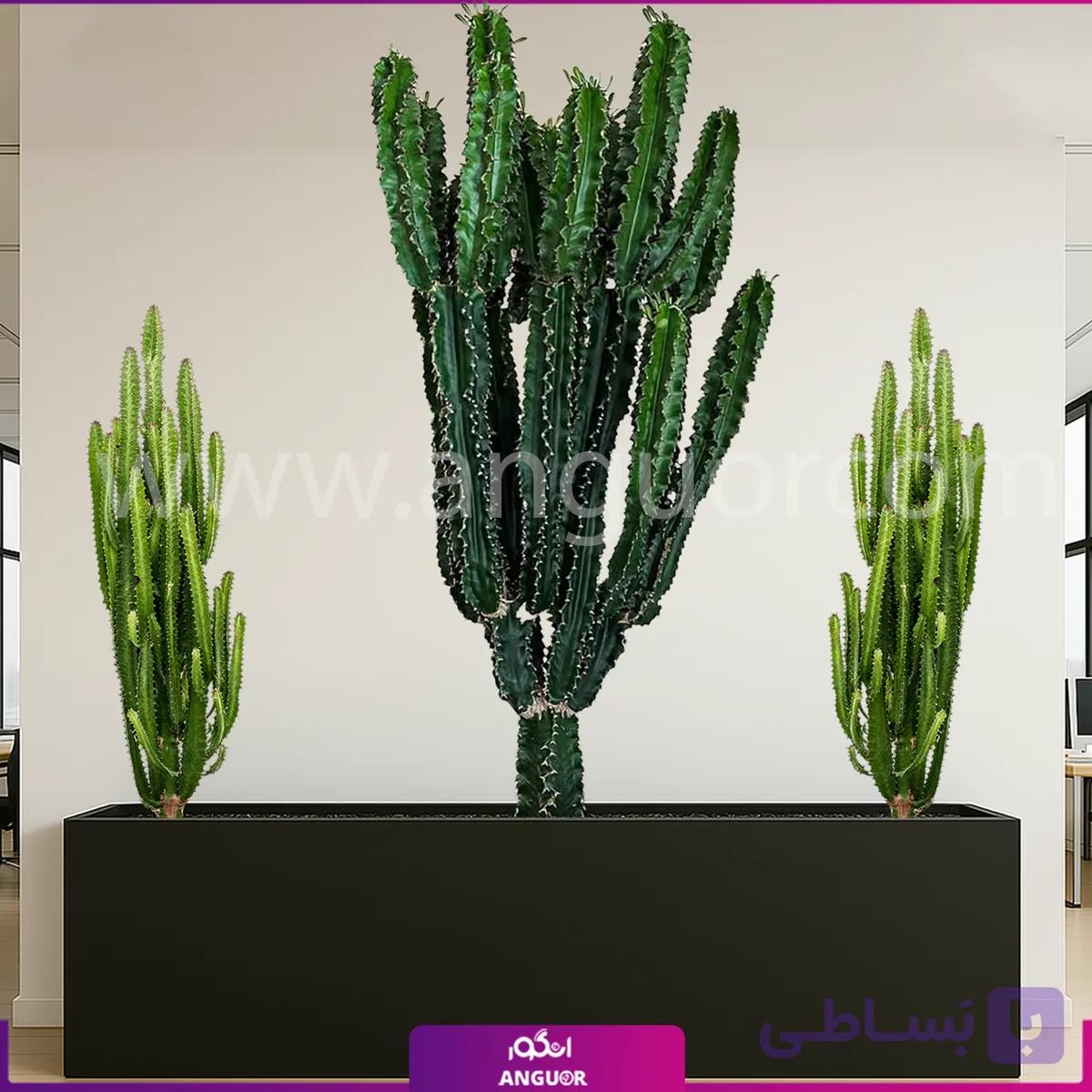 فلاور باکس ترکیبی افوربیا تریگونا و برگ عبایی — تصویر 1