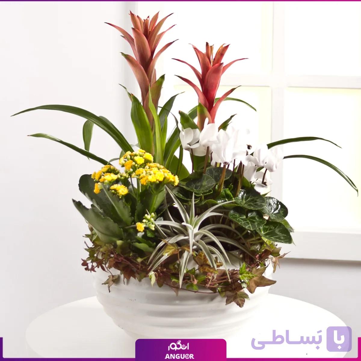 باغچه نوروزی (سیکلامن، گازمانیا، کالانکوئه، پیچک، تیلادنزیا)
