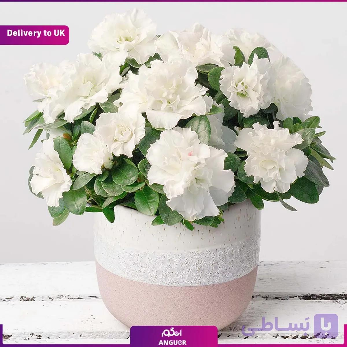 گلدان آزالیای سفید (Delivery to UK)