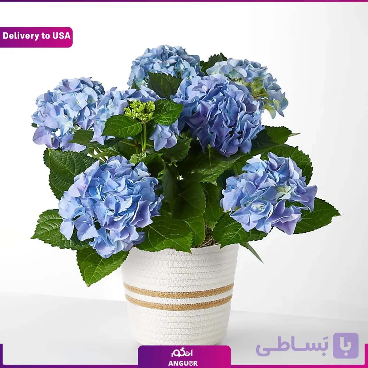 (Delivery to USA) Blue Hydrangea