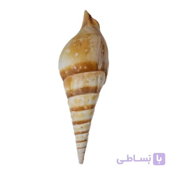 صدف مارلوک — تصویر 1