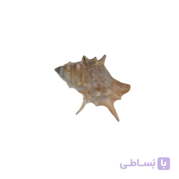 صدف خاردار — تصویر 1