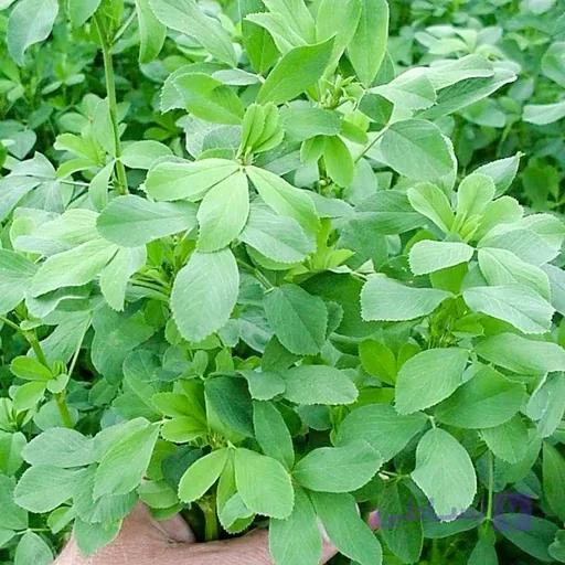 بذر یونجه — تصویر 1