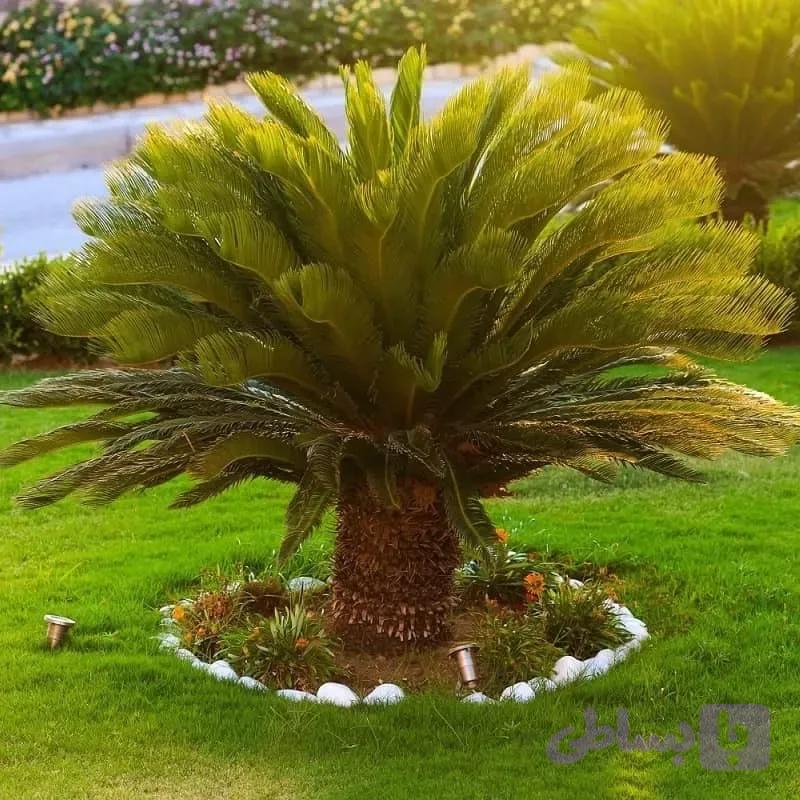 نخل سیکاس (Cycas) — تصویر 1