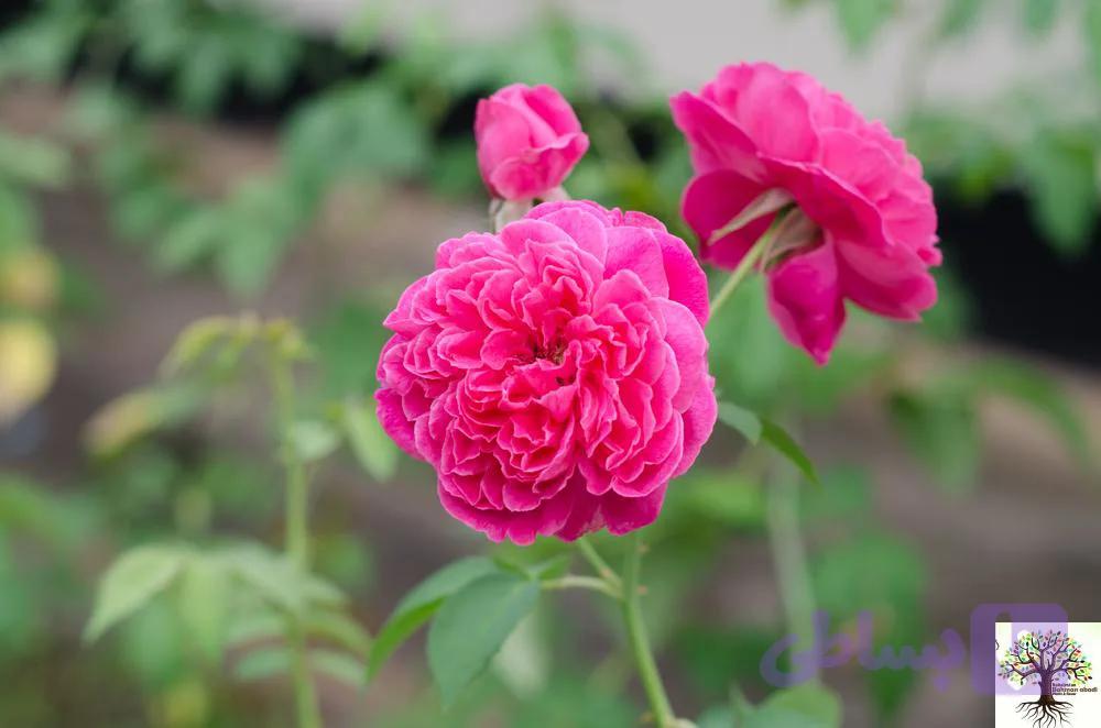 عمده گل محمدی