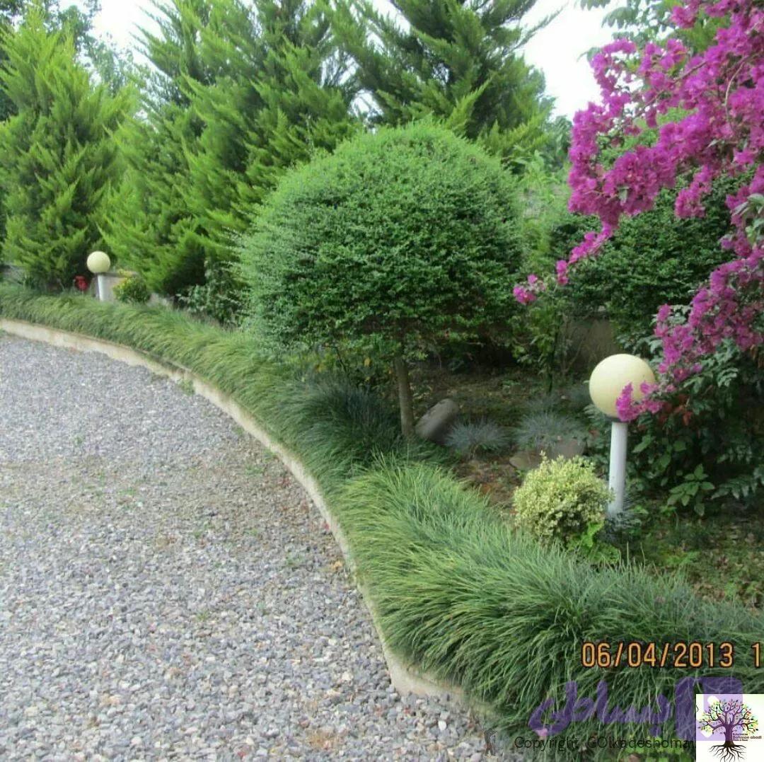 درخت مورت یا مورد (Myrtus communis) — تصویر 1